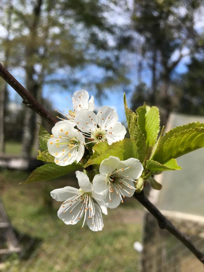 Вилла Aei Пукон Экстерьер фото